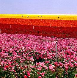 SIE前高管：索尼永远不会让游戏同步登陆主机和PC